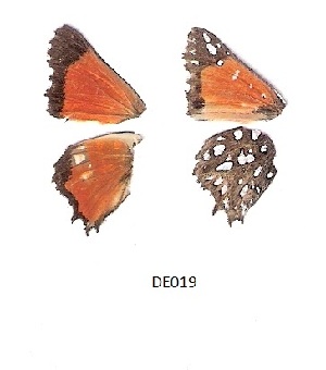 ( - KBGPB8)  @11 [ ] CreativeCommons - Attribution Non-Commercial Share-Alike (2017) Unspecified he Lepidopterists Society of Africa