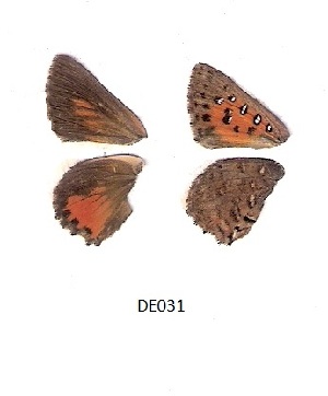  ( - KBGPB11)  @11 [ ] CreativeCommons - Attribution Non-Commercial Share-Alike (2017) Unspecified he Lepidopterists Society of Africa