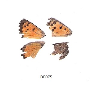  ( - KBGPB25)  @11 [ ] CreativeCommons - Attribution Non-Commercial Share-Alike (2017) Unspecified he Lepidopterists Society of Africa