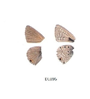  ( - KBGPB29)  @11 [ ] CreativeCommons - Attribution Non-Commercial Share-Alike (2017) Unspecified he Lepidopterists Society of Africa