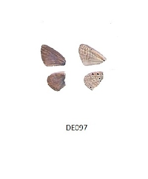  ( - KBGPB30)  @11 [ ] CreativeCommons - Attribution Non-Commercial Share-Alike (2017) Unspecified he Lepidopterists Society of Africa