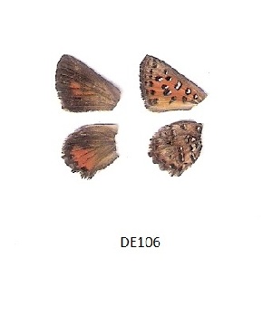  ( - KBGPB32)  @11 [ ] CreativeCommons - Attribution Non-Commercial Share-Alike (2017) Unspecified he Lepidopterists Society of Africa