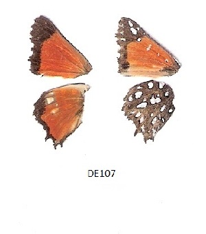  ( - KBGPB33)  @11 [ ] CreativeCommons - Attribution Non-Commercial Share-Alike (2017) Unspecified he Lepidopterists Society of Africa