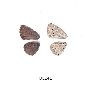  ( - KBGPB48)  @11 [ ] CreativeCommons - Attribution Non-Commercial Share-Alike (2017) Unspecified he Lepidopterists Society of Africa