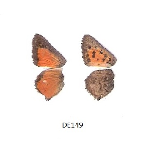  ( - KBGPB54)  @11 [ ] CreativeCommons - Attribution Non-Commercial Share-Alike (2017) Unspecified he Lepidopterists Society of Africa