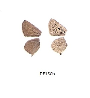  ( - KBGPB57)  @11 [ ] CreativeCommons - Attribution Non-Commercial Share-Alike (2017) Unspecified he Lepidopterists Society of Africa