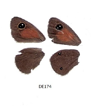 ( - KBGPB70)  @11 [ ] CreativeCommons - Attribution Non-Commercial Share-Alike (2017) Unspecified he Lepidopterists Society of Africa