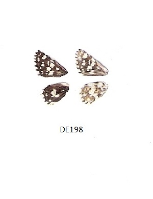  (Spialia agylla - KBGPB77)  @11 [ ] CreativeCommons - Attribution Non-Commercial Share-Alike (2017) Unspecified he Lepidopterists Society of Africa