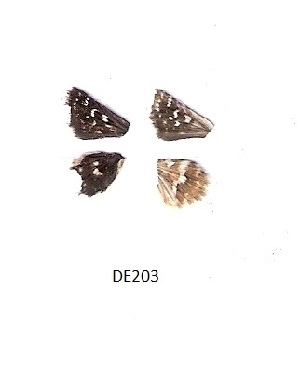  (Spialia nanus - KBGPB78)  @11 [ ] CreativeCommons - Attribution Non-Commercial Share-Alike (2017) Unspecified he Lepidopterists Society of Africa