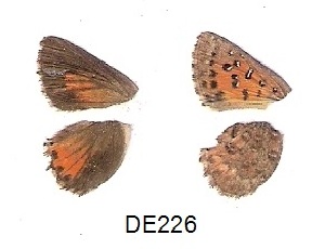  ( - KBGPB150)  @11 [ ] CreativeCommons - Attribution Non-Commercial Share-Alike (2017) Unspecified he Lepidopterists Society of Africa