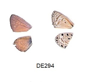  ( - KBGPB180)  @12 [ ] CreativeCommons - Attribution Non-Commercial Share-Alike (2017) Unspecified he Lepidopterists Society of Africa
