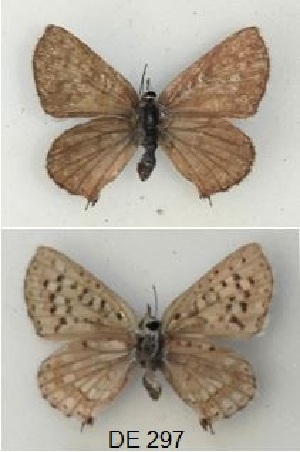  ( - KBGPB182)  @11 [ ] CreativeCommons - Attribution Non-Commercial Share-Alike (2017) Unspecified he Lepidopterists Society of Africa