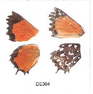  ( - KBGPB184)  @11 [ ] CreativeCommons - Attribution Non-Commercial Share-Alike (2017) Unspecified he Lepidopterists Society of Africa