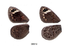  (Torynesis magna - KBGPB188)  @11 [ ] CreativeCommons - Attribution Non-Commercial Share-Alike (2017) Unspecified he Lepidopterists Society of Africa