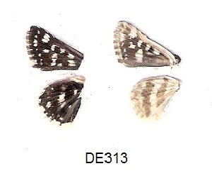  (Spialia diomus - KBGPB189)  @11 [ ] CreativeCommons - Attribution Non-Commercial Share-Alike (2017) Unspecified he Lepidopterists Society of Africa