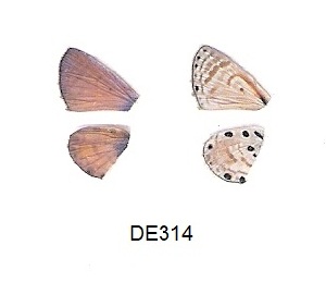  ( - KBGPB190)  @12 [ ] CreativeCommons - Attribution Non-Commercial Share-Alike (2017) Unspecified he Lepidopterists Society of Africa