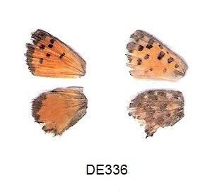  ( - KBGPB201)  @11 [ ] CreativeCommons - Attribution Non-Commercial Share-Alike (2017) Unspecified he Lepidopterists Society of Africa