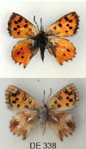 (Chrysoritis - KBGPB202)  @11 [ ] CreativeCommons - Attribution Non-Commercial Share-Alike (2017) Unspecified he Lepidopterists Society of Africa