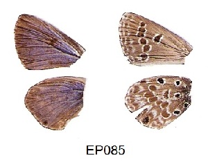  (Lepidochrysops ortygia - KBGPB207)  @11 [ ] CreativeCommons - Attribution Non-Commercial Share-Alike (2017) Unspecified he Lepidopterists Society of Africa