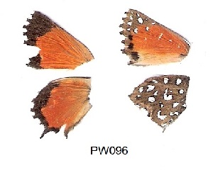  (Argyraspodes - KBGPB260)  @11 [ ] CreativeCommons - Attribution Non-Commercial Share-Alike (2017) Unspecified he Lepidopterists Society of Africa