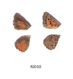  ( - KBGPB119)  @11 [ ] CreativeCommons - Attribution Non-Commercial Share-Alike (2017) Unspecified he Lepidopterists Society of Africa