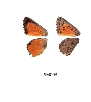  (Aloeides vansoni - KBGPB121)  @12 [ ] CreativeCommons - Attribution Non-Commercial Share-Alike (2017) Unspecified he Lepidopterists Society of Africa