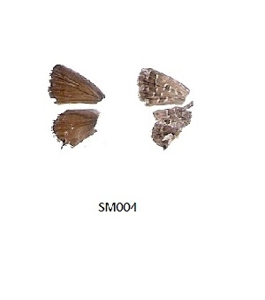  ( - KBGPB122)  @11 [ ] CreativeCommons - Attribution Non-Commercial Share-Alike (2017) Unspecified he Lepidopterists Society of Africa