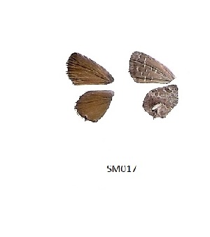  ( - KBGPB125)  @12 [ ] CreativeCommons - Attribution Non-Commercial Share-Alike (2017) Unspecified he Lepidopterists Society of Africa