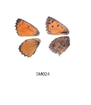  ( - KBGPB128)  @11 [ ] CreativeCommons - Attribution Non-Commercial Share-Alike (2017) Unspecified he Lepidopterists Society of Africa