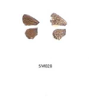  ( - KBGPB130)  @11 [ ] CreativeCommons - Attribution Non-Commercial Share-Alike (2017) Unspecified he Lepidopterists Society of Africa