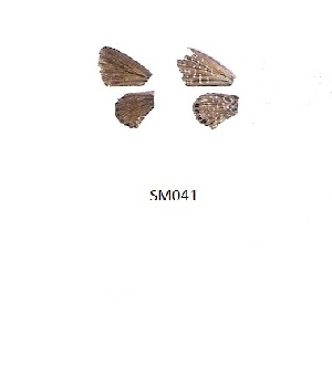  ( - KBGPB131)  @11 [ ] CreativeCommons - Attribution Non-Commercial Share-Alike (2017) Unspecified he Lepidopterists Society of Africa