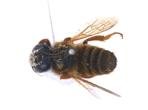  (Megachile fulva - KBGPE97)  @11 [ ] CreativeCommons - Attribution Non-Commercial Share-Alike (2018) Unspecified Agriculatural Research Council