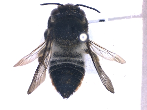  (Megachile curtula - KBGPE92)  @11 [ ] CreativeCommons - Attribution Non-Commercial Share-Alike (2018) Unspecified Agriculatural Research Council