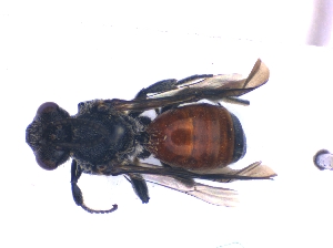  (Sphecodopsis vespericena - KBGPE203)  @11 [ ] CreativeCommons - Attribution Non-Commercial Share-Alike (2018) Unspecified Agriculatural Research Council
