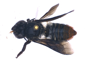  (Megachile nasalis - KBGPE167)  @13 [ ] CreativeCommons - Attribution Non-Commercial Share-Alike (2018) Unspecified Agriculatural Research Council