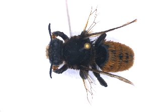  (Megachile bombiformis - KBGPE164)  @11 [ ] CreativeCommons - Attribution Non-Commercial Share-Alike (2018) Unspecified Agriculatural Research Council