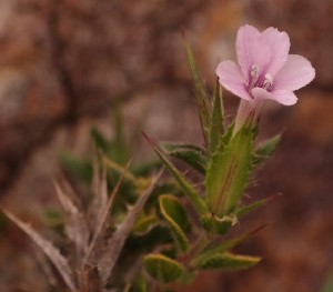  (Barleria pungens - KBGPP23)  @11 [ ] CreativeCommons - Attribution Non-Commercial Share-Alike (2018) Unspecified Compton Herbarium