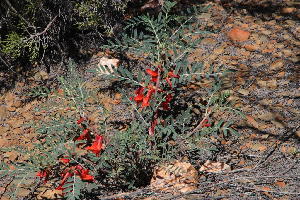  ( - KBGPP39)  @11 [ ] CreativeCommons - Attribution Non-Commercial Share-Alike (2018) Unspecified Compton Herbarium