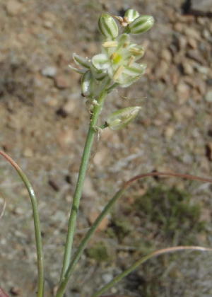  (Albuca - KBGPP48)  @11 [ ] CreativeCommons - Attribution Non-Commercial Share-Alike (2018) Unspecified Compton Herbarium