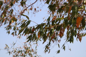  ( - KBGPP263)  @11 [ ] CreativeCommons - Attribution Non-Commercial Share-Alike (2018) Unspecified Compton Herbarium