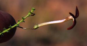  (Jamesbrittenia atropurpurea - KBGPP68)  @11 [ ] CreativeCommons - Attribution Non-Commercial Share-Alike (2018) Unspecified Compton Herbarium