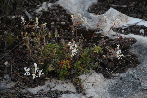  (Pelargonium alchemilloides - KBGPP80)  @11 [ ] CreativeCommons - Attribution Non-Commercial Share-Alike (2018) Unspecified Compton Herbarium