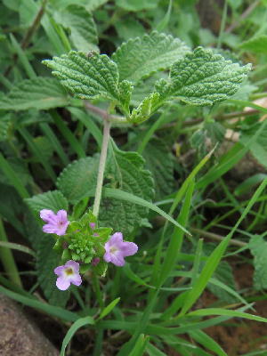  ( - KBGPP83)  @11 [ ] CreativeCommons - Attribution Non-Commercial Share-Alike (2018) Unspecified Compton Herbarium