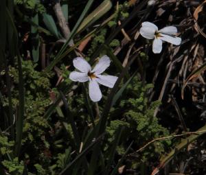  ( - KBGPP118)  @11 [ ] CreativeCommons - Attribution Non-Commercial Share-Alike (2018) Unspecified Compton Herbarium