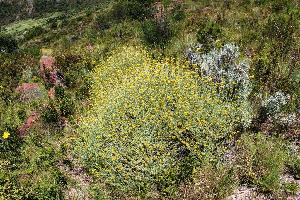  (Helichrysum cymosum - KBGPP137)  @11 [ ] CreativeCommons - Attribution Non-Commercial Share-Alike (2018) Unspecified Compton Herbarium