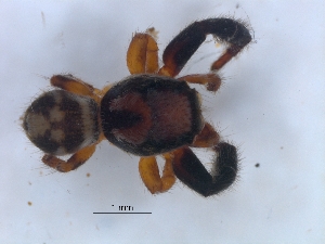 (Pellenes bulawayoensis - KBGPS131)  @11 [ ] CreativeCommons - Attribution Non-Commercial Share-Alike (2018) Unspecified National Collection of Arachnida (NCA)