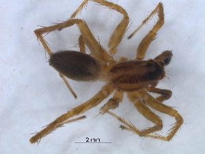  ( - KBGPS181)  @11 [ ] CreativeCommons - Attribution Non-Commercial Share-Alike (2018) Unspecified National Collection of Arachnida (NCA)