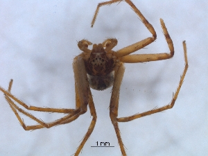  ( - KBGPS128)  @11 [ ] CreativeCommons - Attribution Non-Commercial Share-Alike (2018) Unspecified National Collection of Arachnida (NCA)