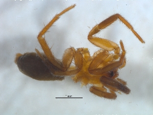  ( - KBGPS171)  @11 [ ] CreativeCommons - Attribution Non-Commercial Share-Alike (2018) Unspecified National Collection of Arachnida (NCA)