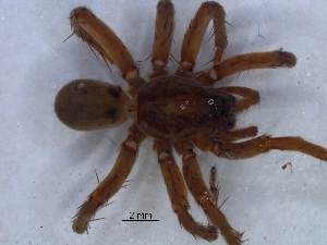  ( - KBGPS206)  @11 [ ] CreativeCommons - Attribution Non-Commercial Share-Alike (2018) Unspecified National Collection of Arachnida (NCA)